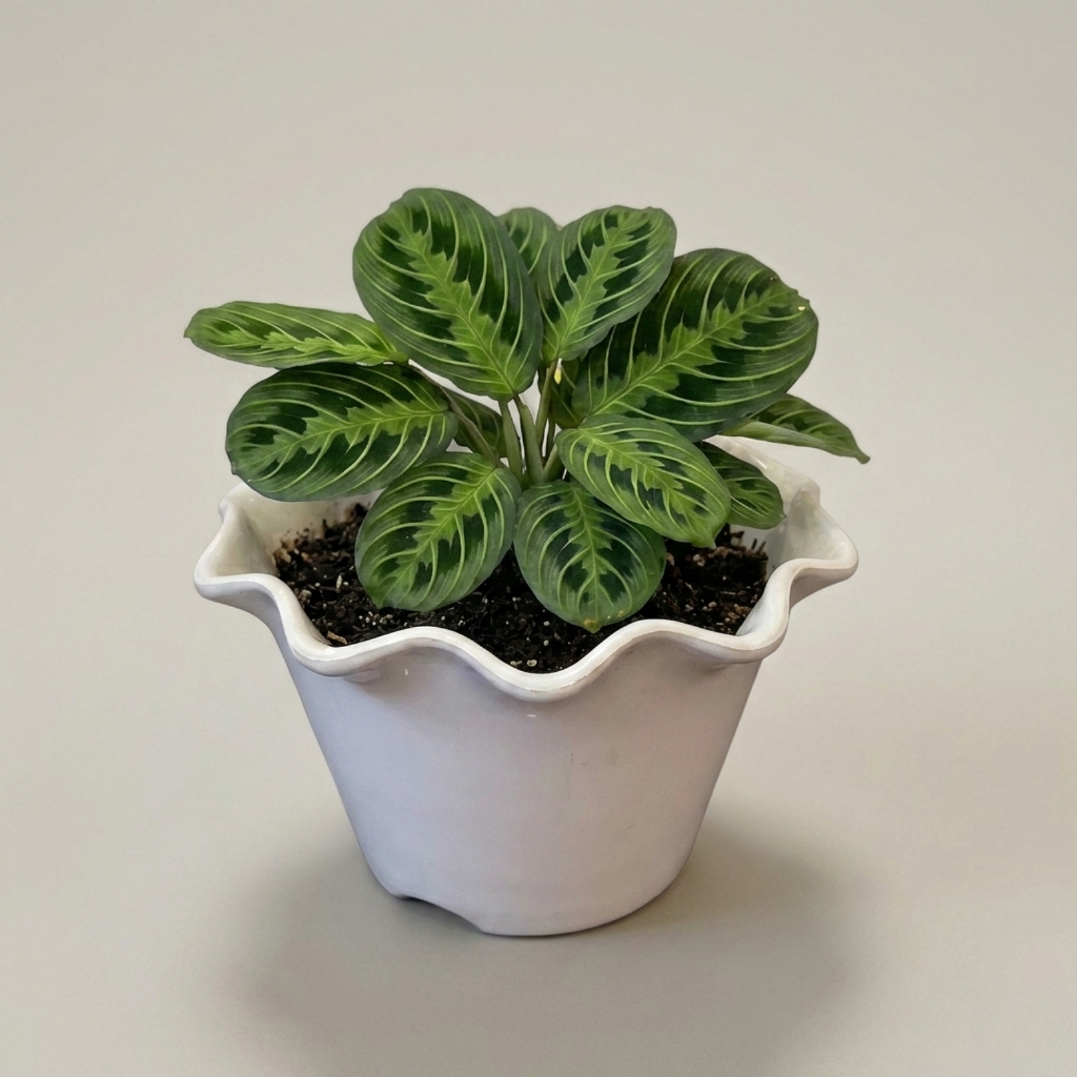 Wave Edge Decorative Pot